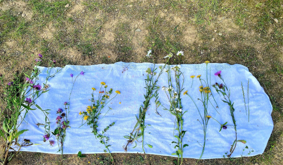 Foto: Selina Schöne, NABU Freiberg