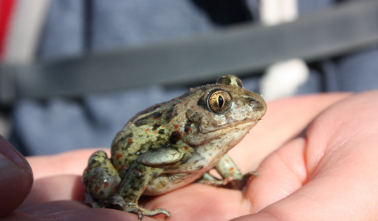 Knoblauchkröte Foto: Annekathrin Sobota (BFDlerin beim NABU Freiberg)