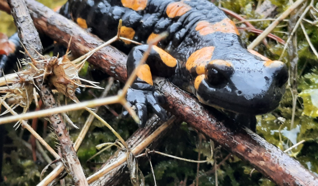Trockenmauersanierung zum Schutz des Feuersalamanders NABURG Freiberg