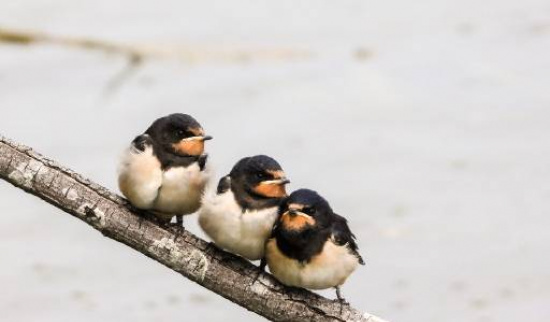 Foto: Kathy Büscher, NABU Rinteln