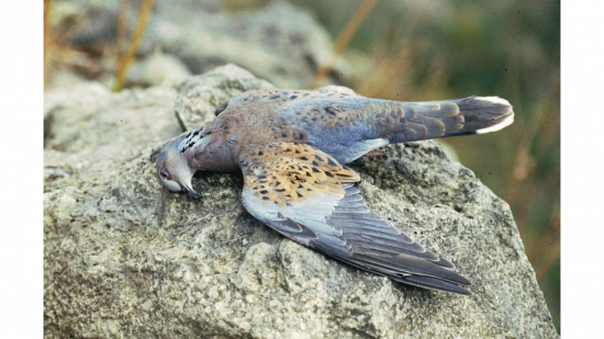 Foto: BirdLife Malta